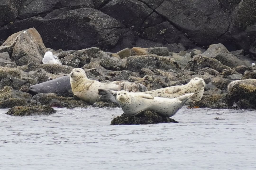 Seals on Whale Watching Tour