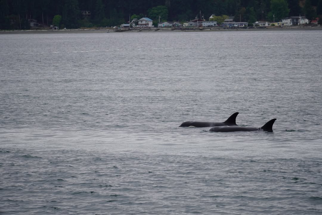 Two Orcas