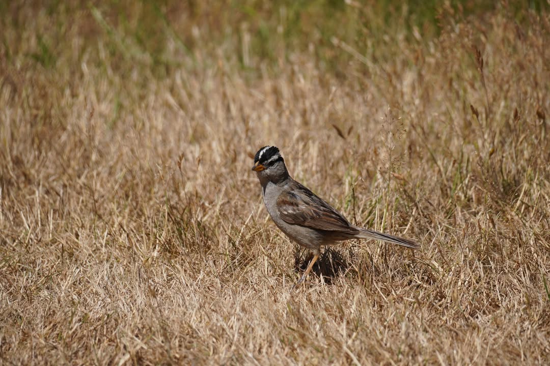 White-crowned Sparrow at San Juan Sculpture Garden