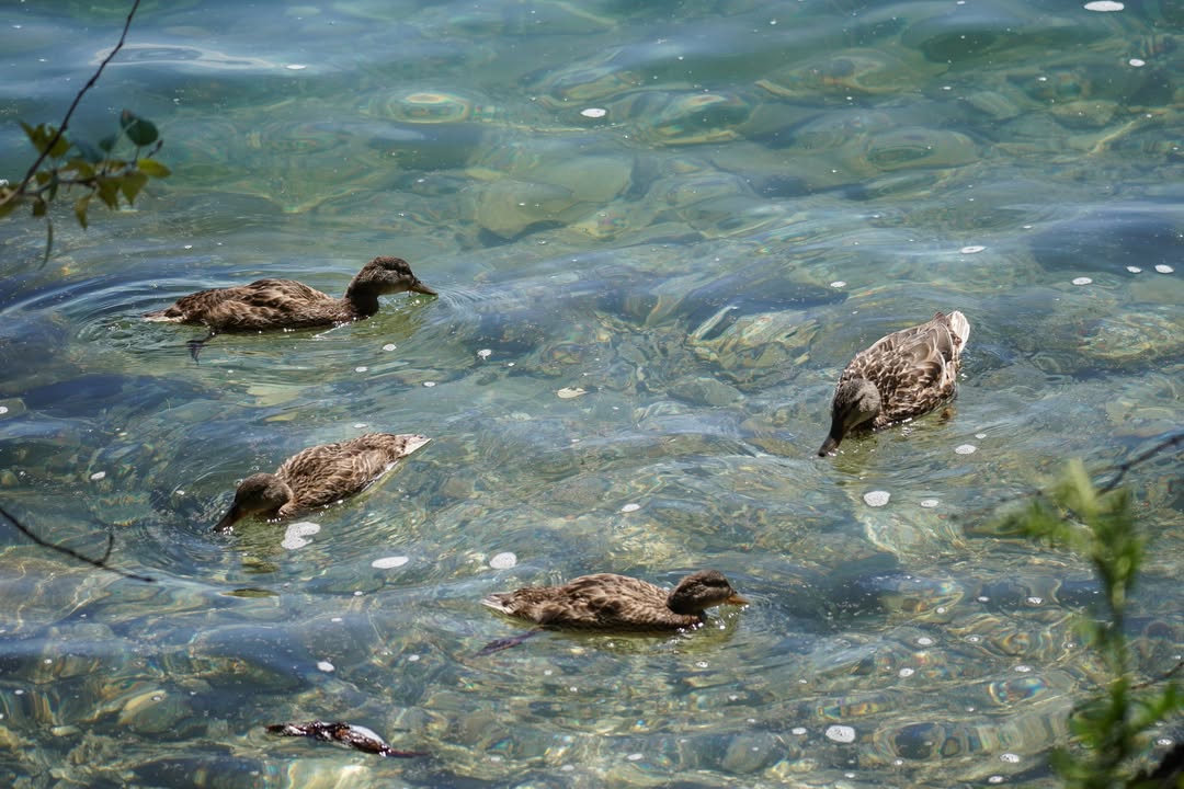 Pend Oreille Bay Trail