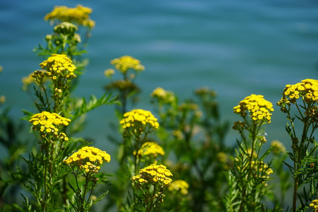 Pend Oreille Bay Trail