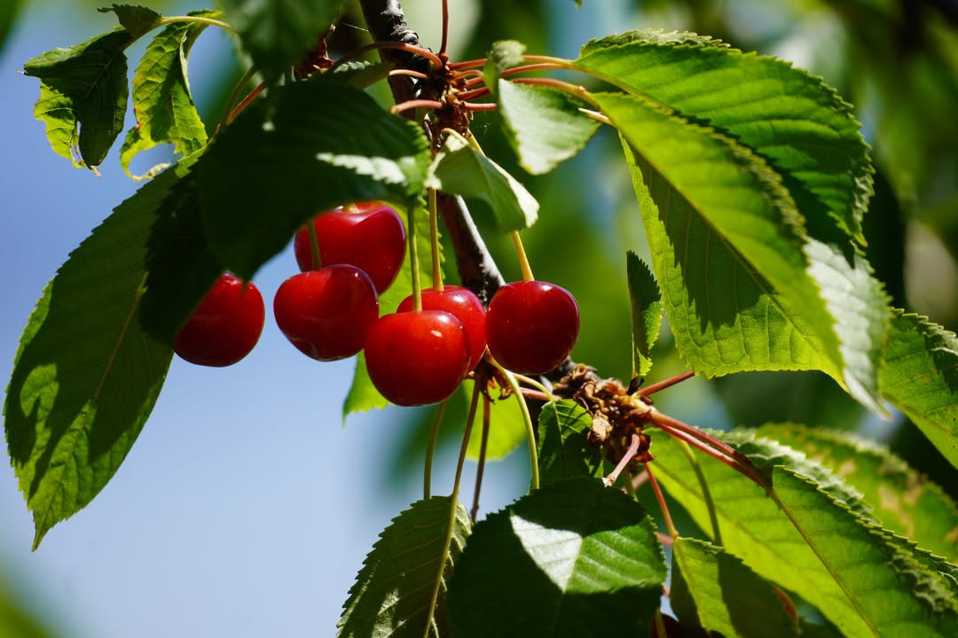 Pend Oreille Bay Trail