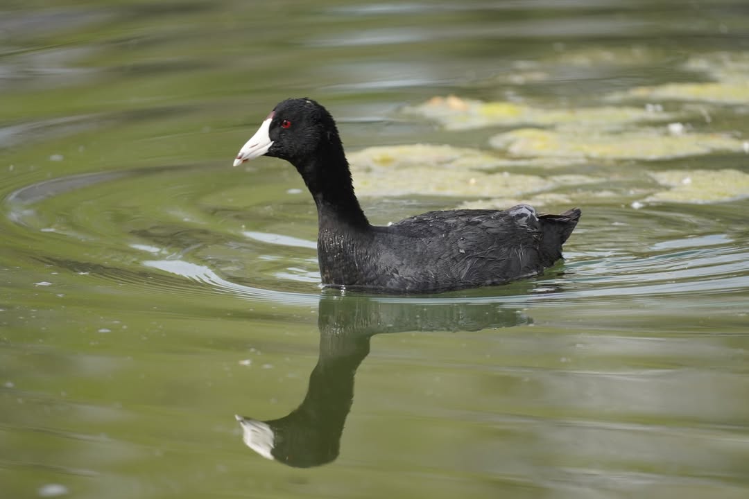 American Coot