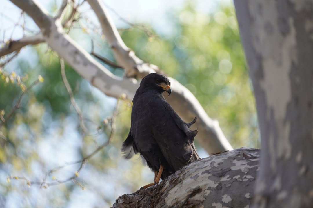 Common Black Hawk at Crescent Moon Ranch