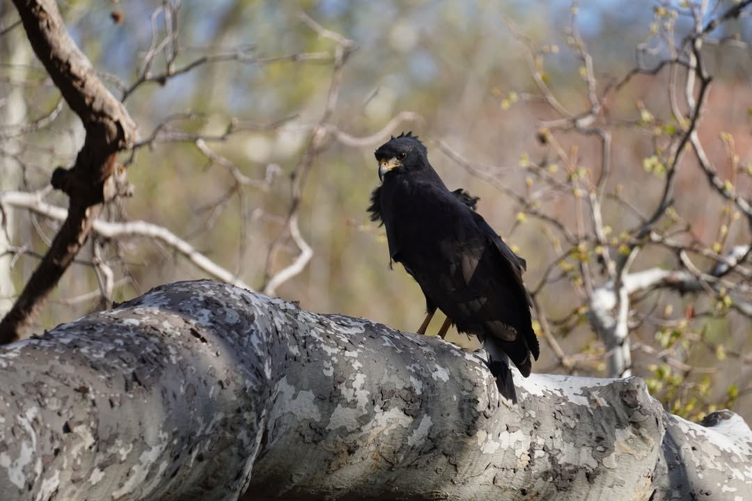 Common Black Hawk at Crescent Moon Ranch