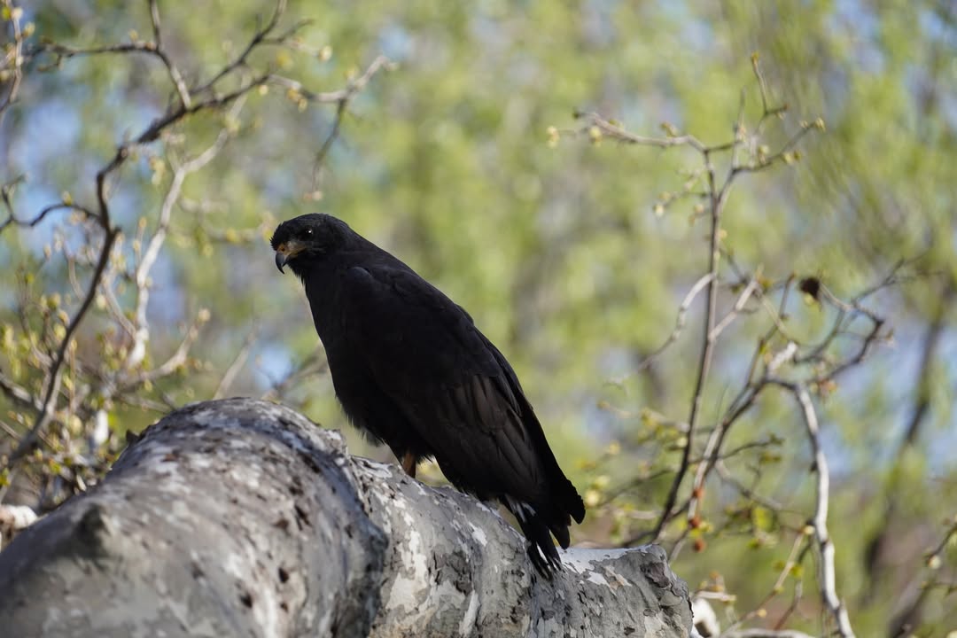 Common Black Hawk at Crescent Moon Ranch