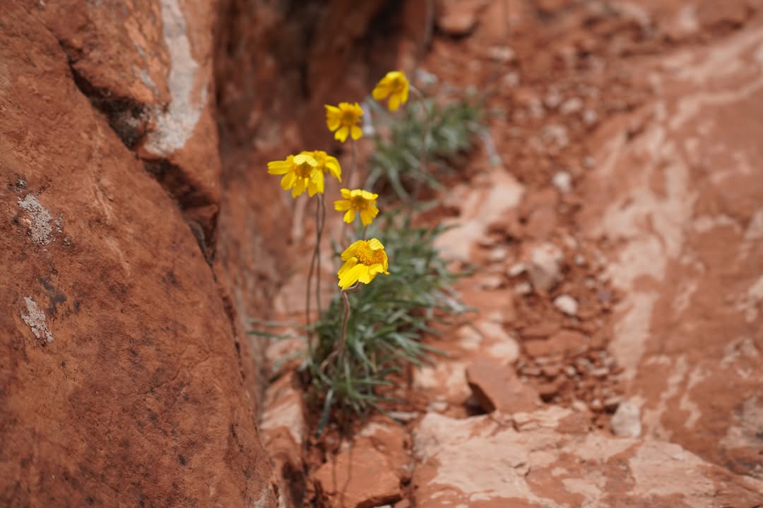 Desert marigold on Little Horse Trail