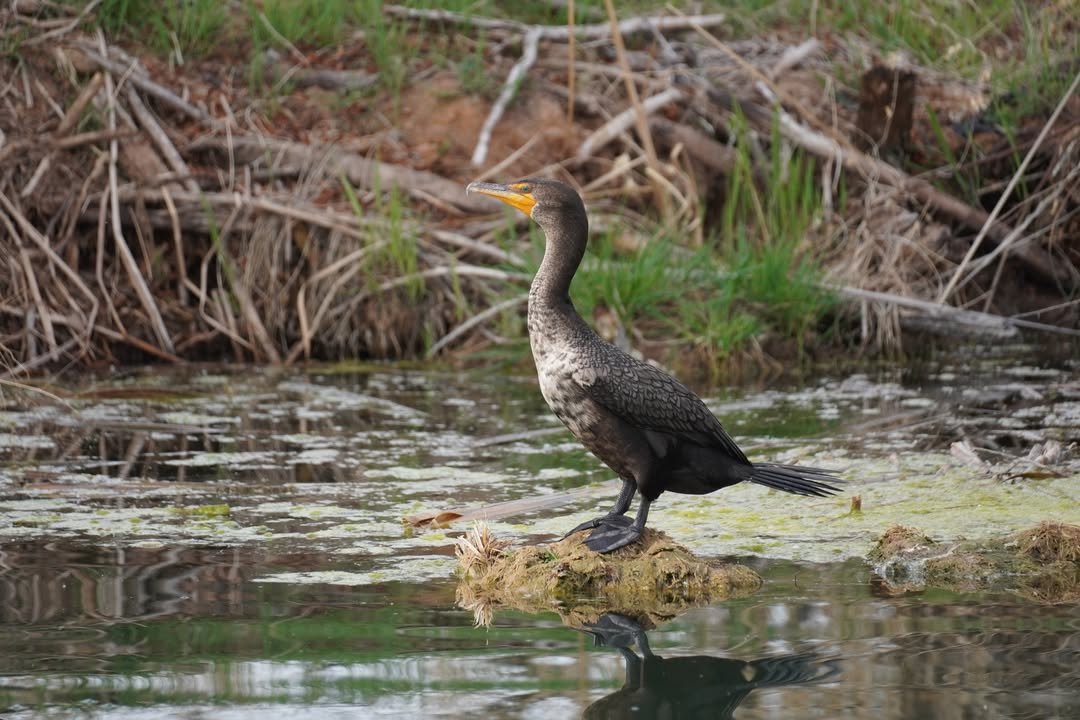 Double-crested Cormorant