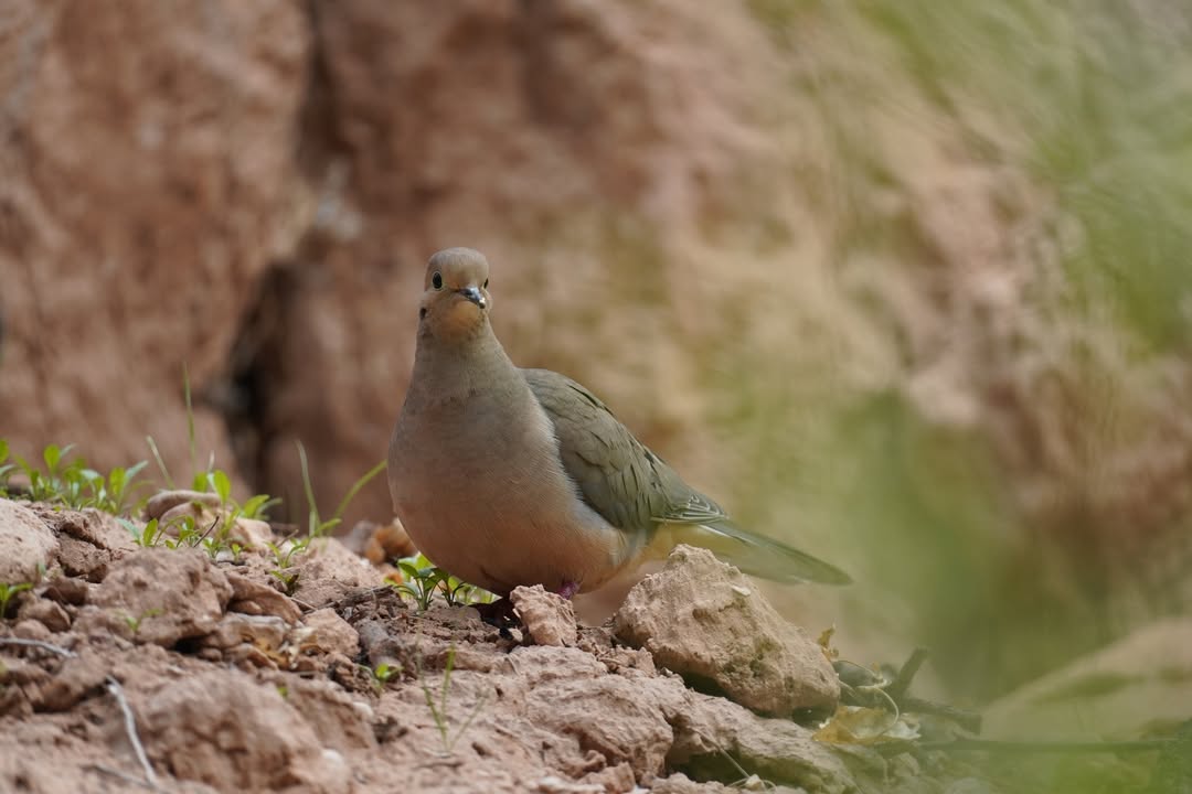 Dove along Verde River Greenway Trail