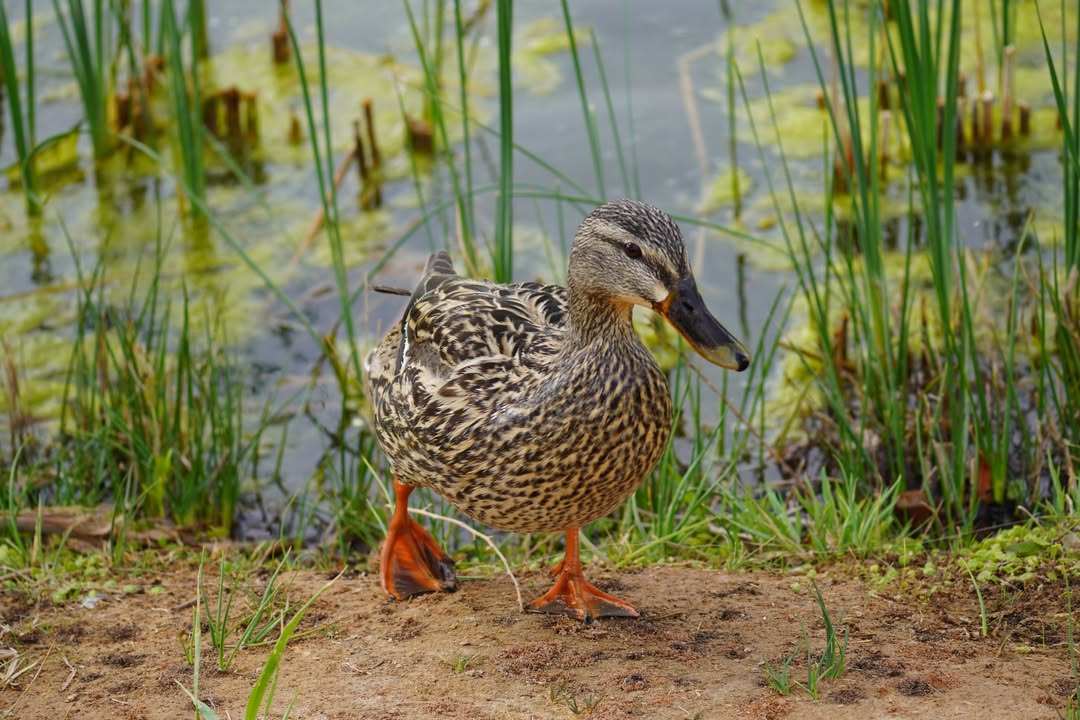 Female Mallard
