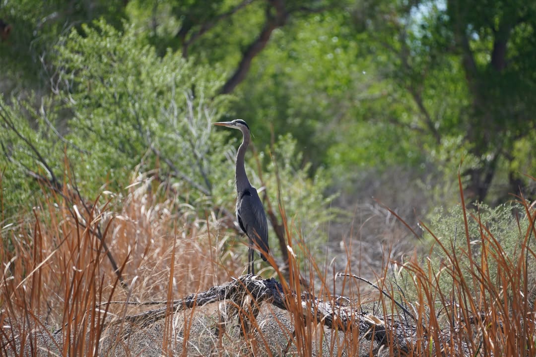 Great Blue Heron