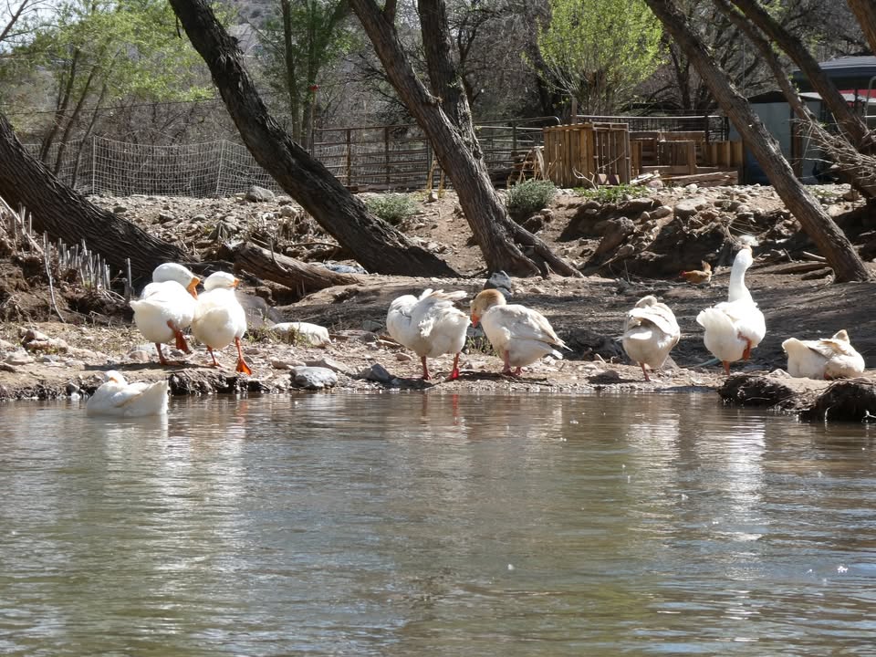 Kayaking Verde River