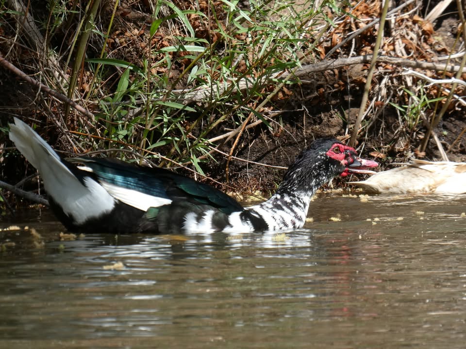Kayaking Verde River