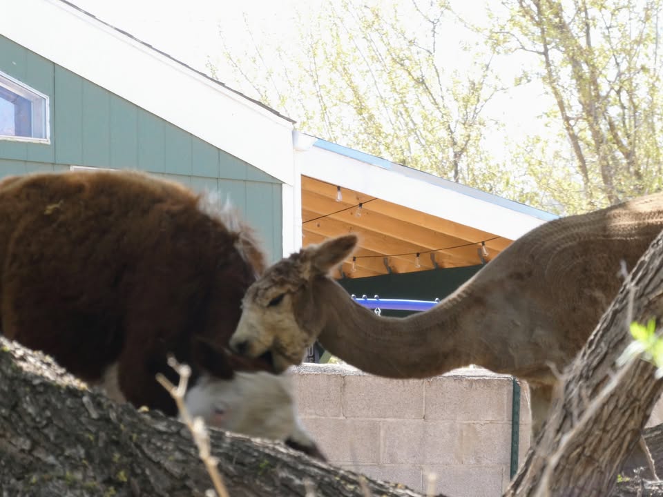 Kayaking Verde River