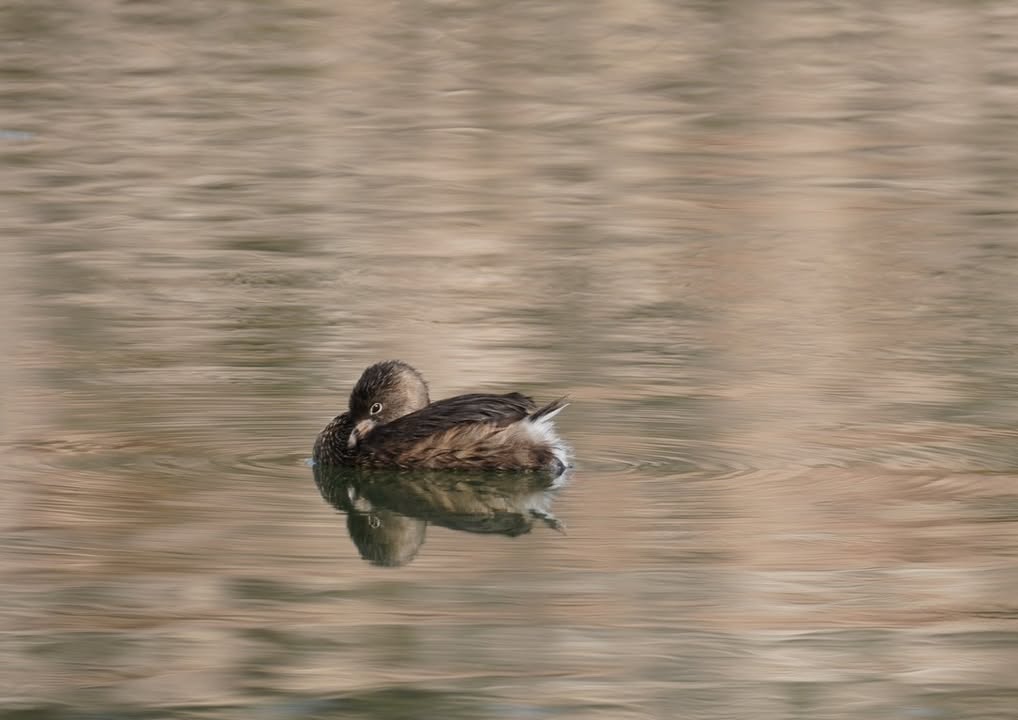 Pied-billed Grebe