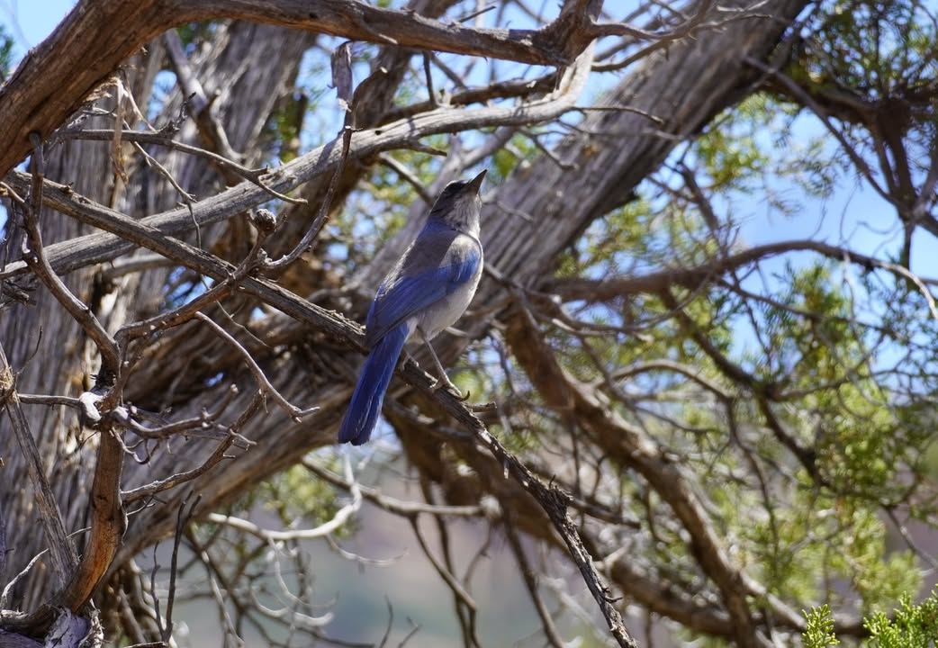 Woodhouse’s scrub-jay on Little Horse Trail