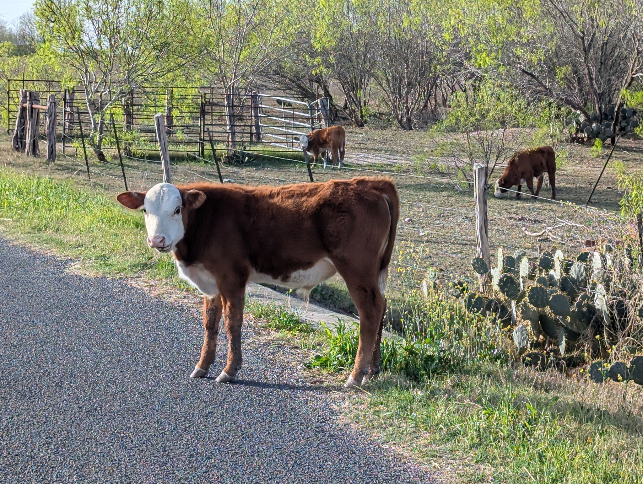 Leaving the Hipcamp in Texas Backcountry