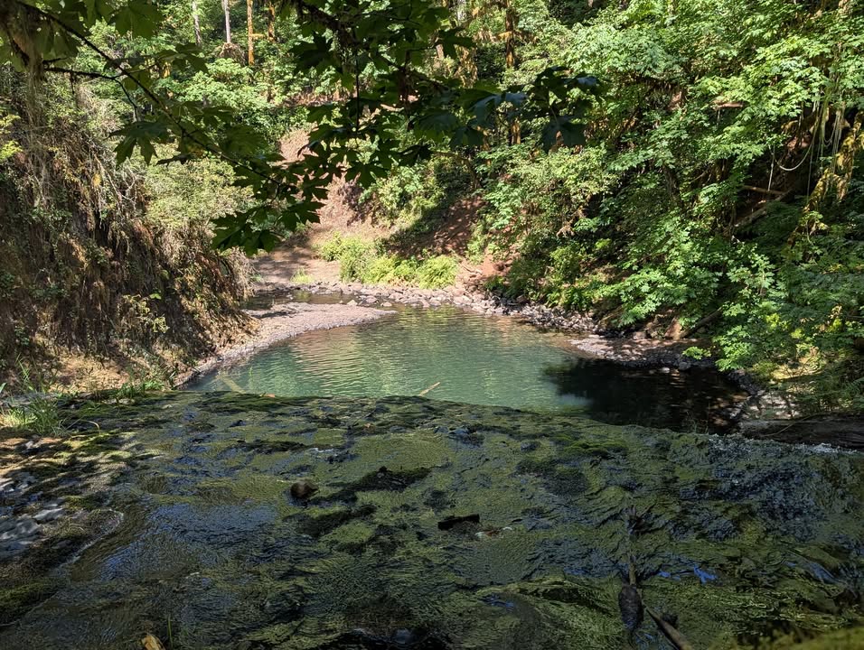 Above Lower North Falls at Silver Falls State Park