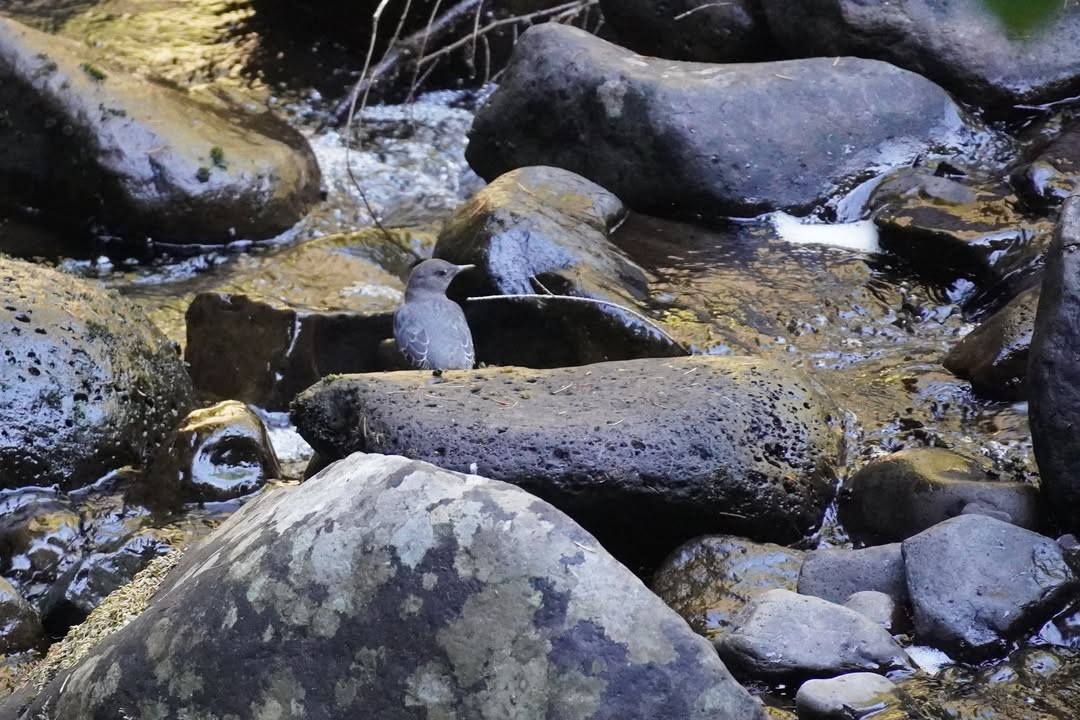 American Dipper at Silver Falls State Park