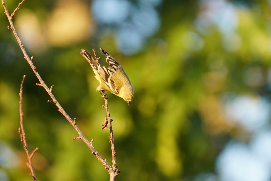 American Goldfinch at GreerCrest Farm