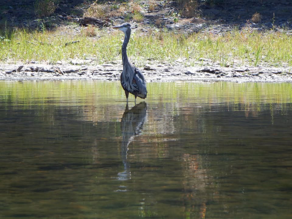 Blue Heron on Willamette River