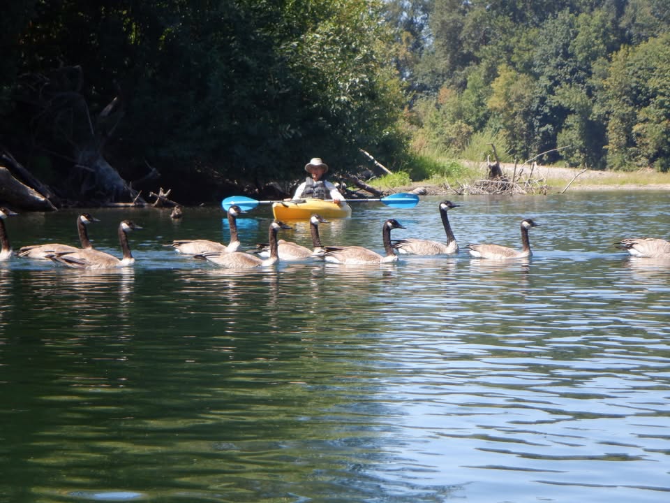 Geese on Willamette River