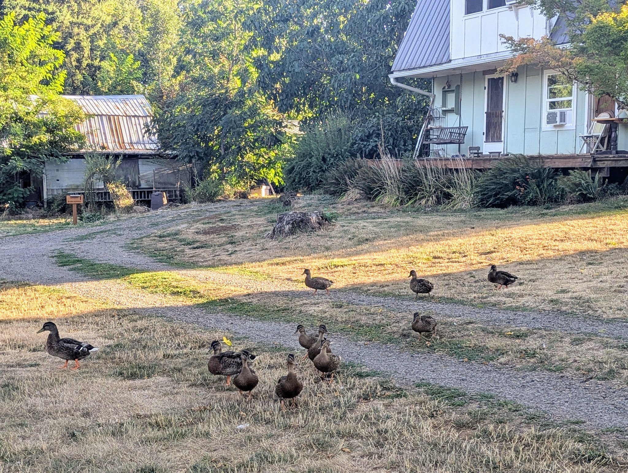 GreerCrest Farm Ducks