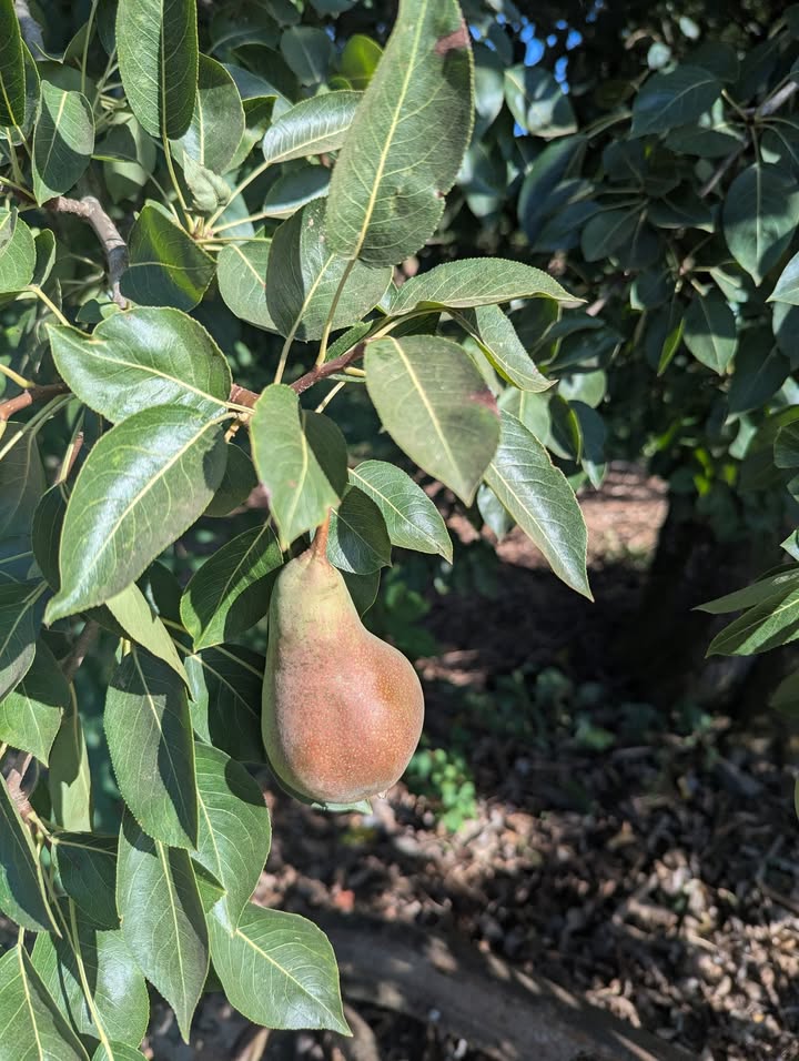 GreerCrest Farm Pear