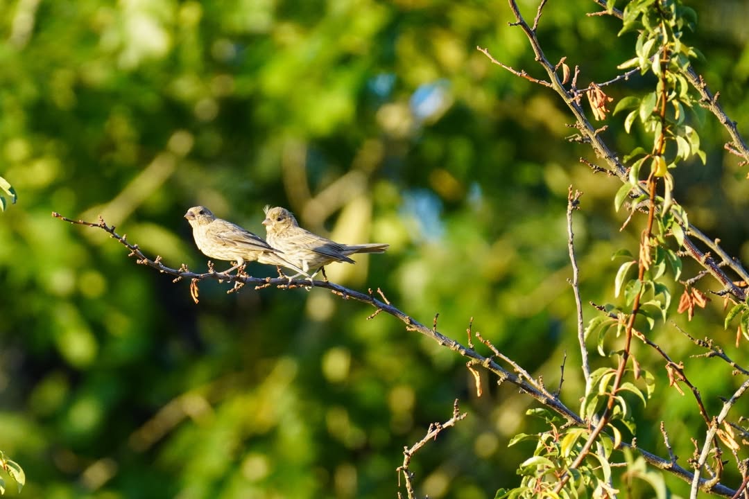 House finches at GreerCrest Farm
