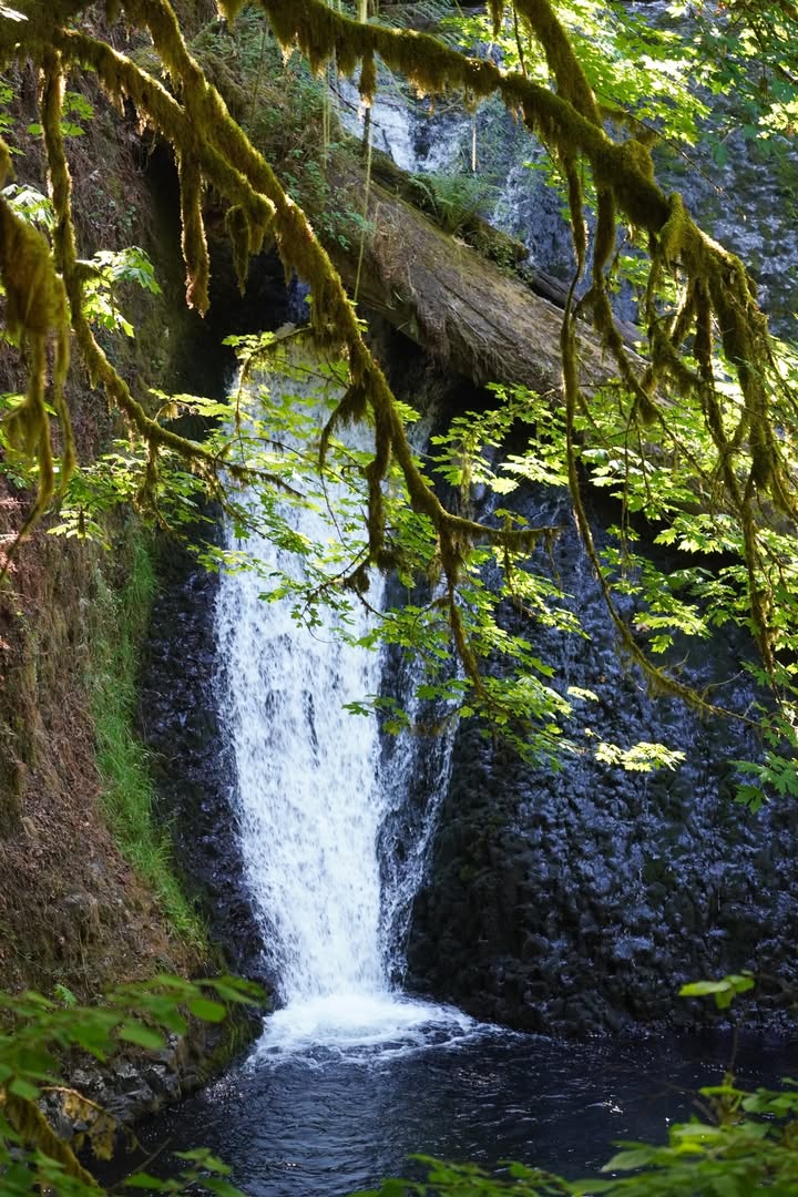 Lower North Falls at Silver Falls State Park