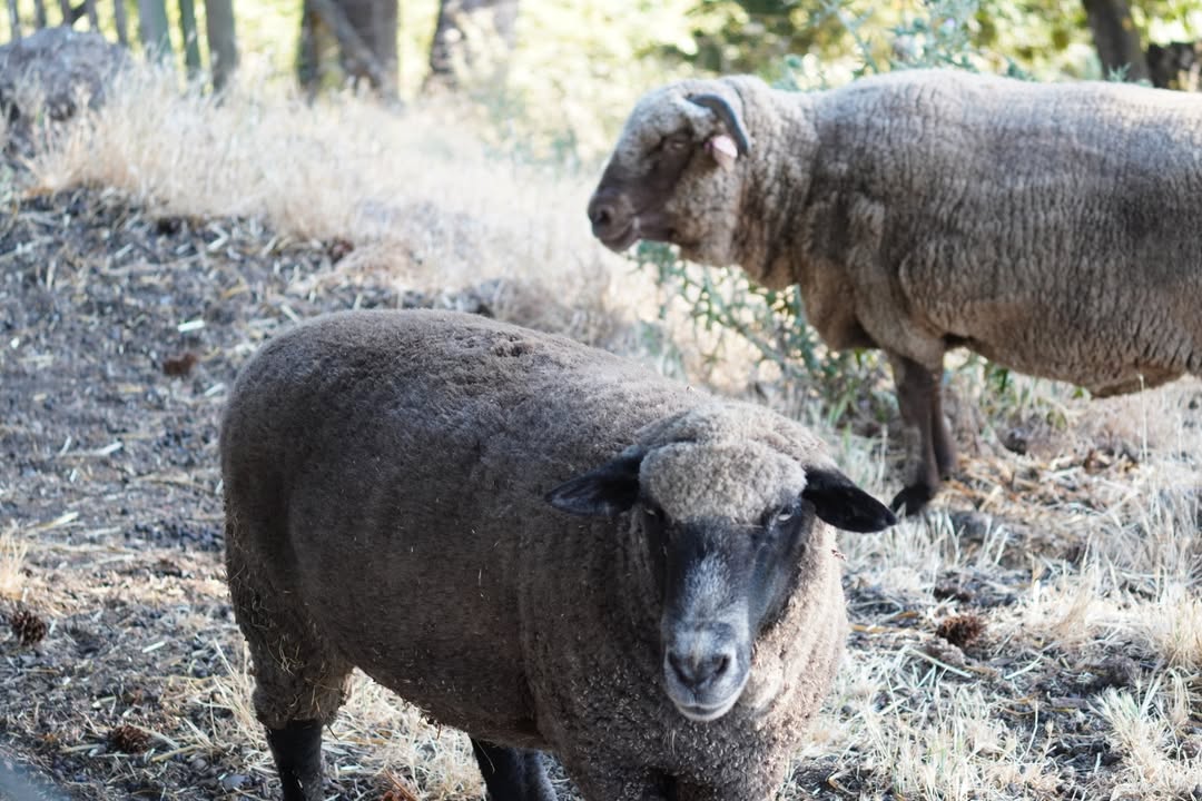 Sheep at GreerCrest Farm