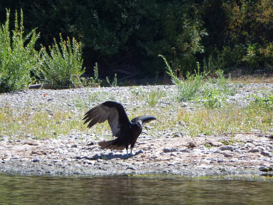 Turkey Vulture with White Head on Willamette River