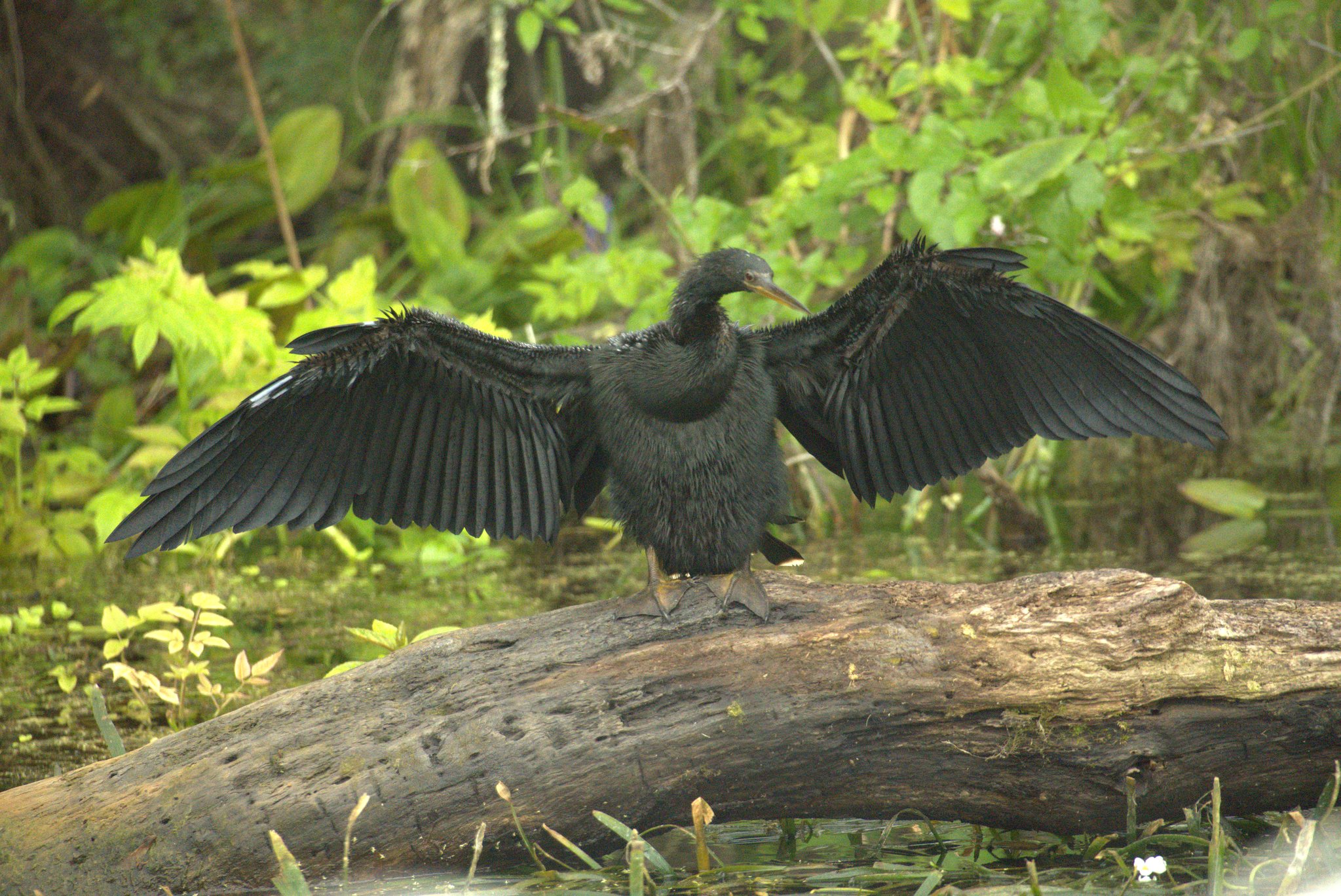 Anhinga at Silver Springs