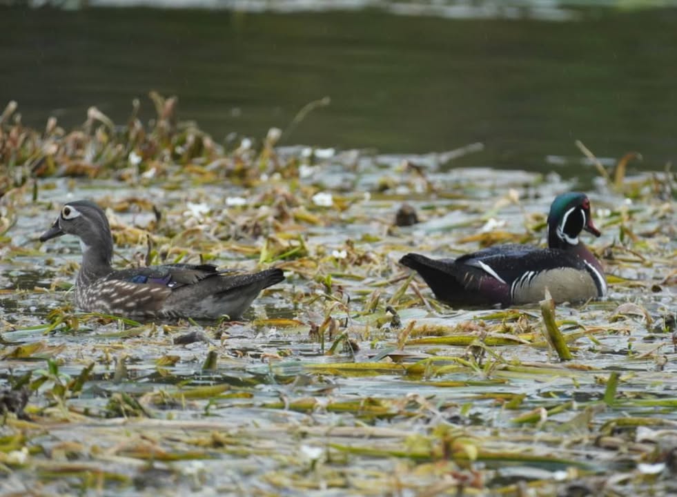 Male and Female Wood Ducks at Silver Springs
