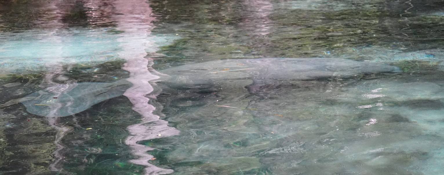 Manatee in Silver Springs