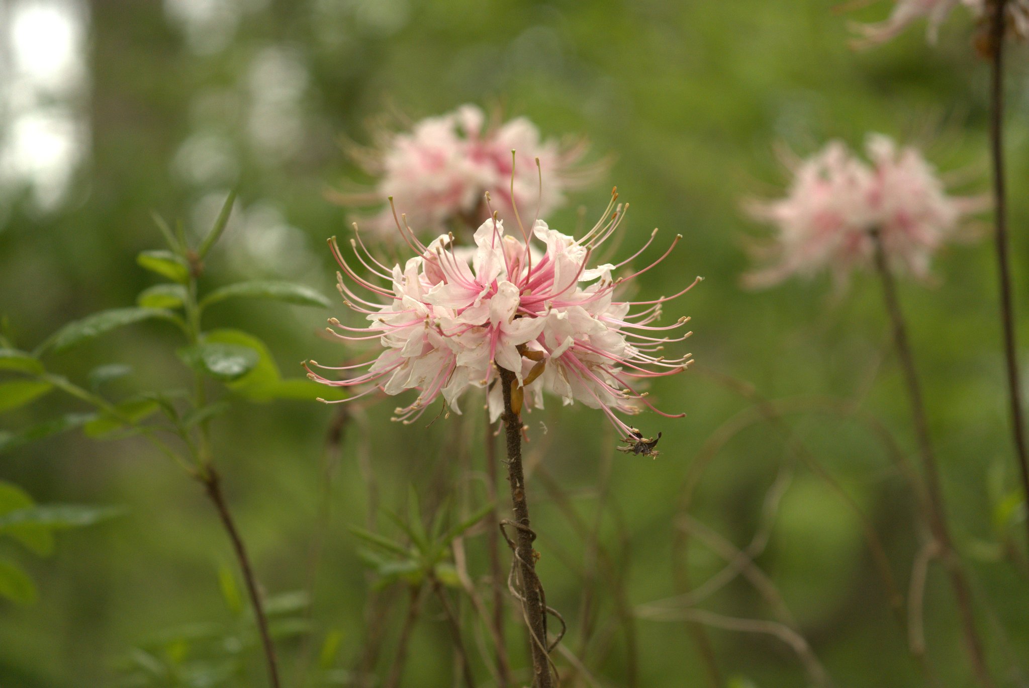 Native Florida Pink Azalea