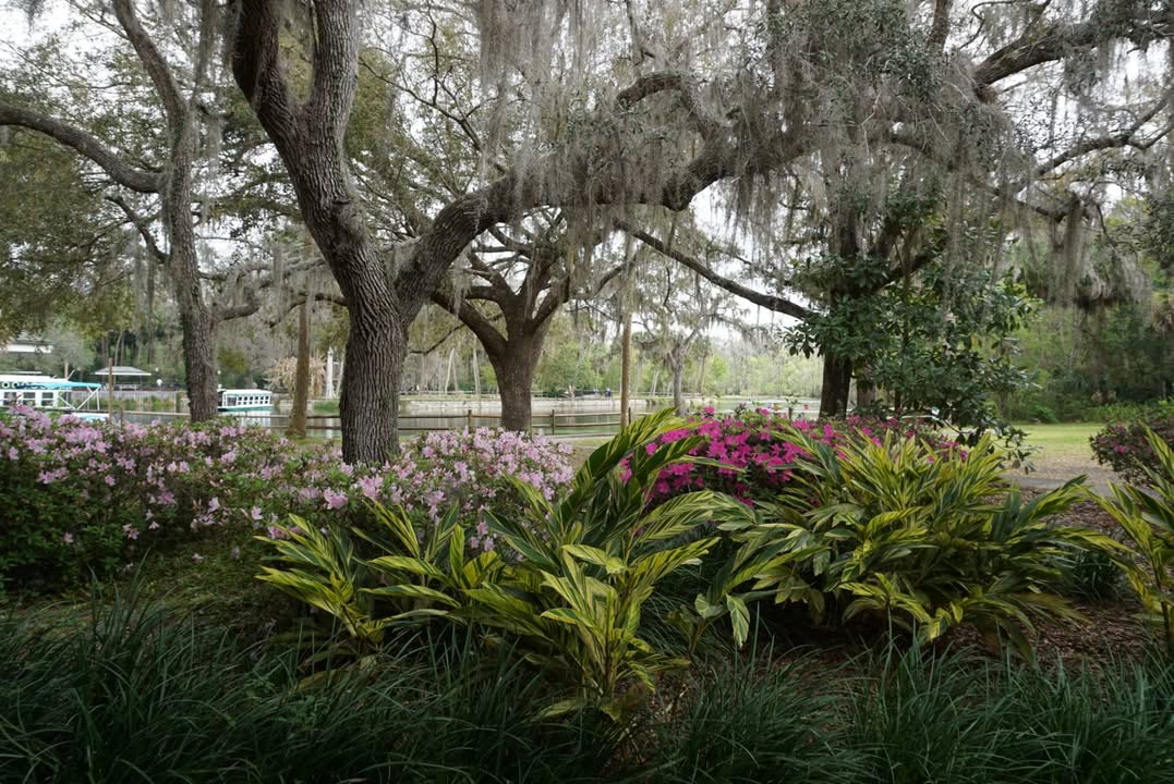 Silver Springs Azaleas