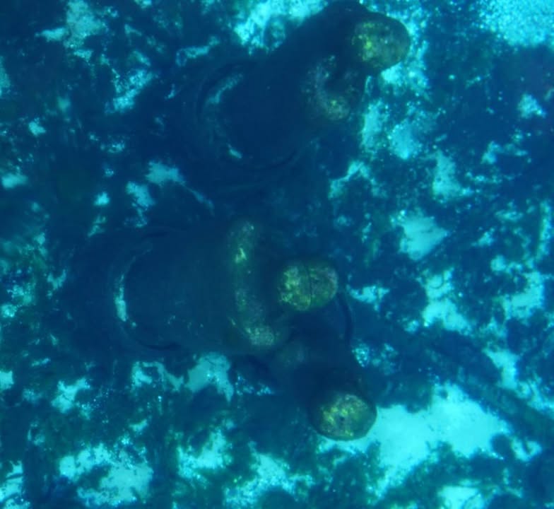 Silver Springs Underwater Statues