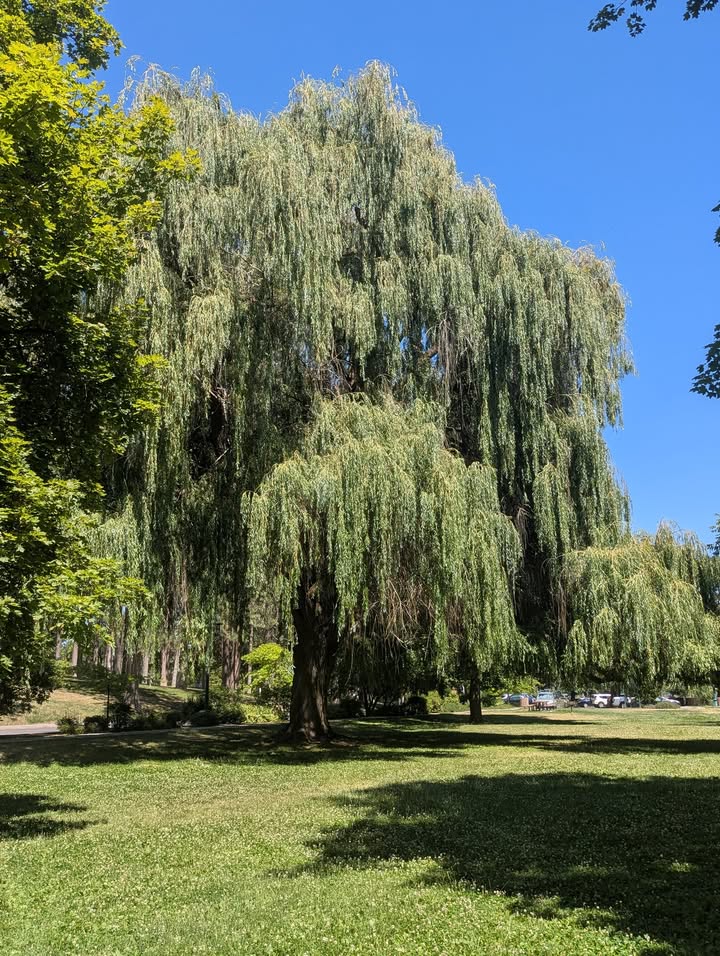 Manito Park picnic spot