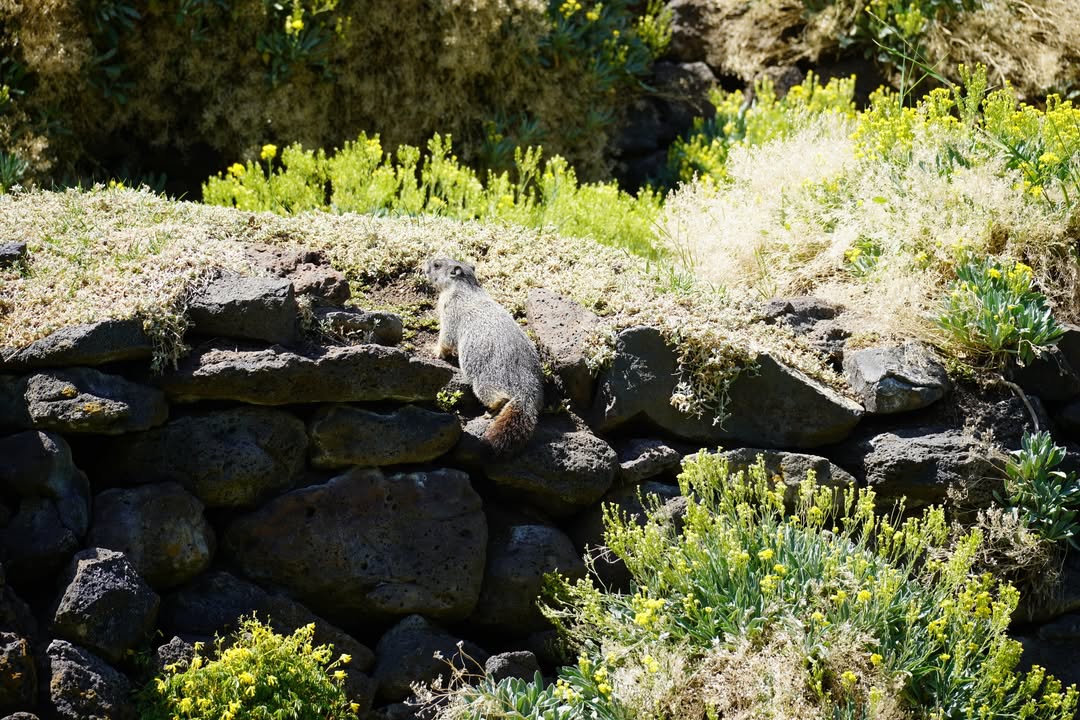 Marmot at Manito Park