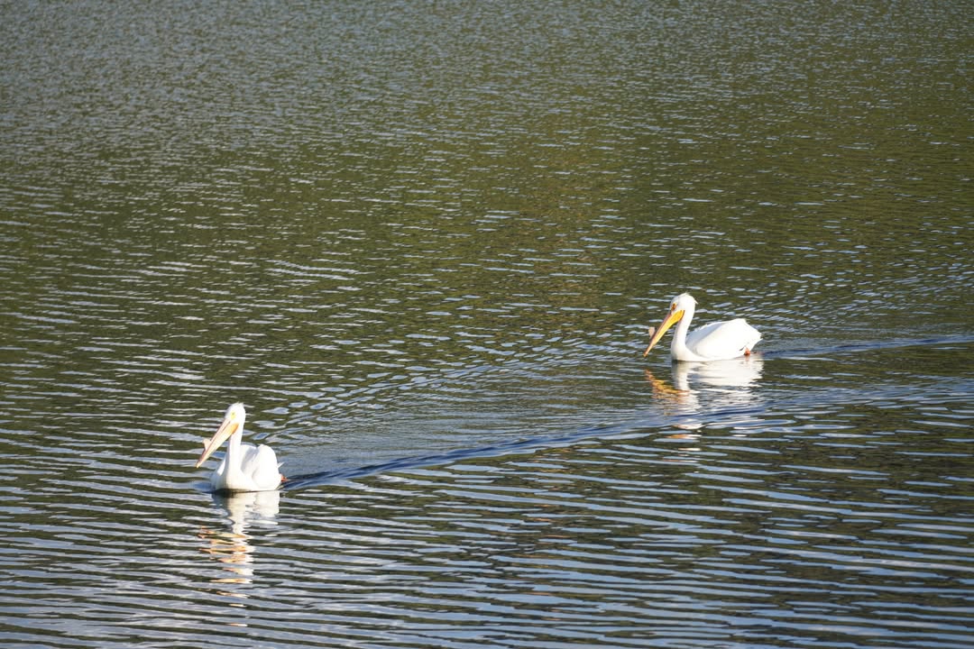 American White Pelicans on Reservoir