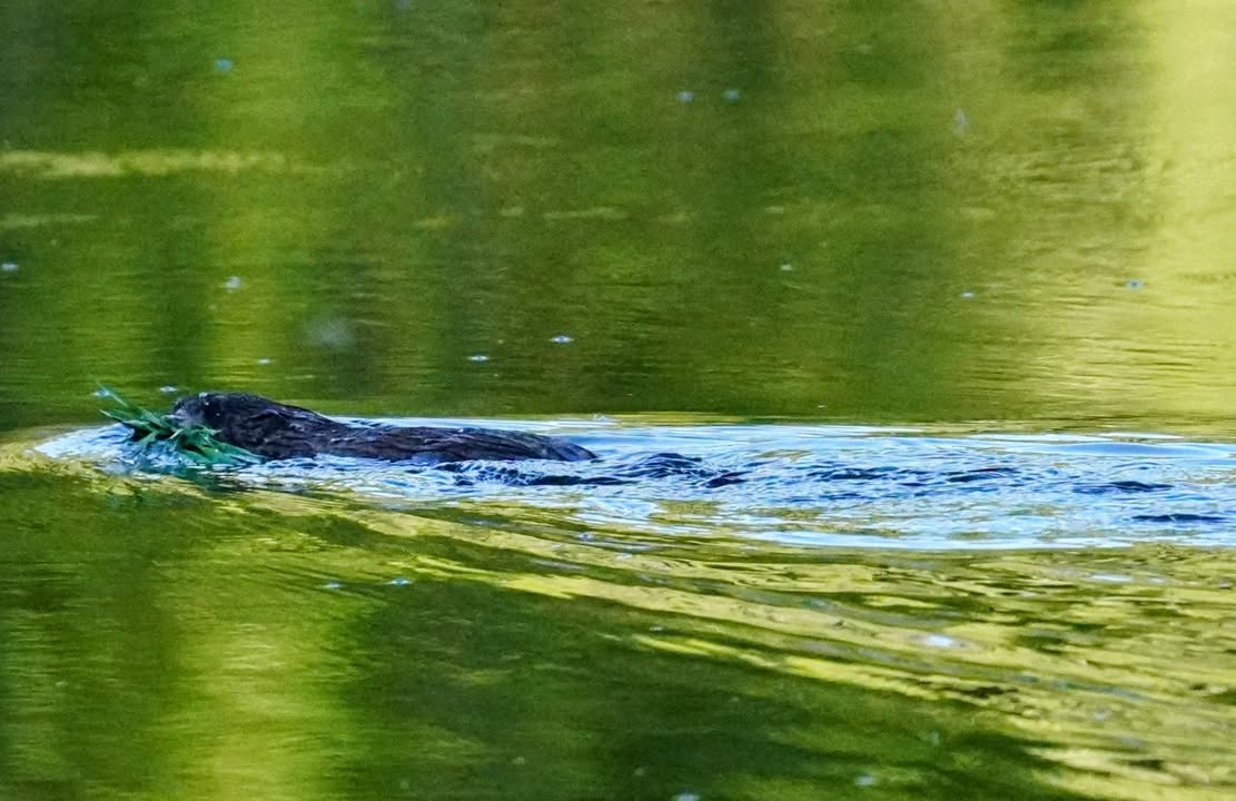 Beaver at Yampa River Outlet