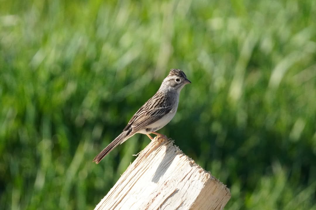 Brewer's Sparrow at Yampa River