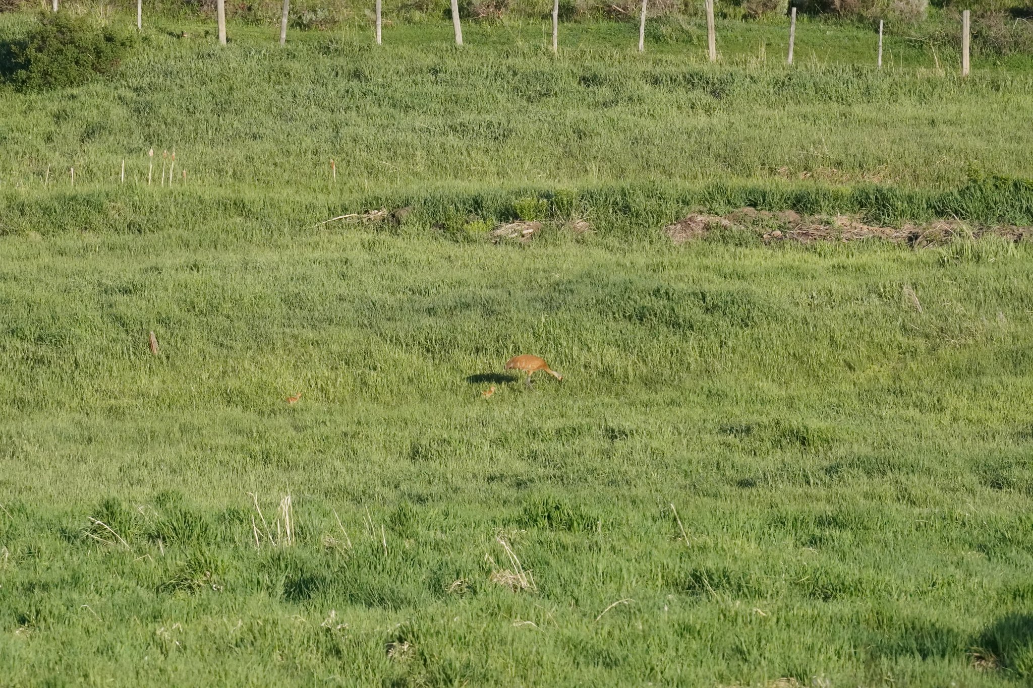 Distant Sandhill Crane