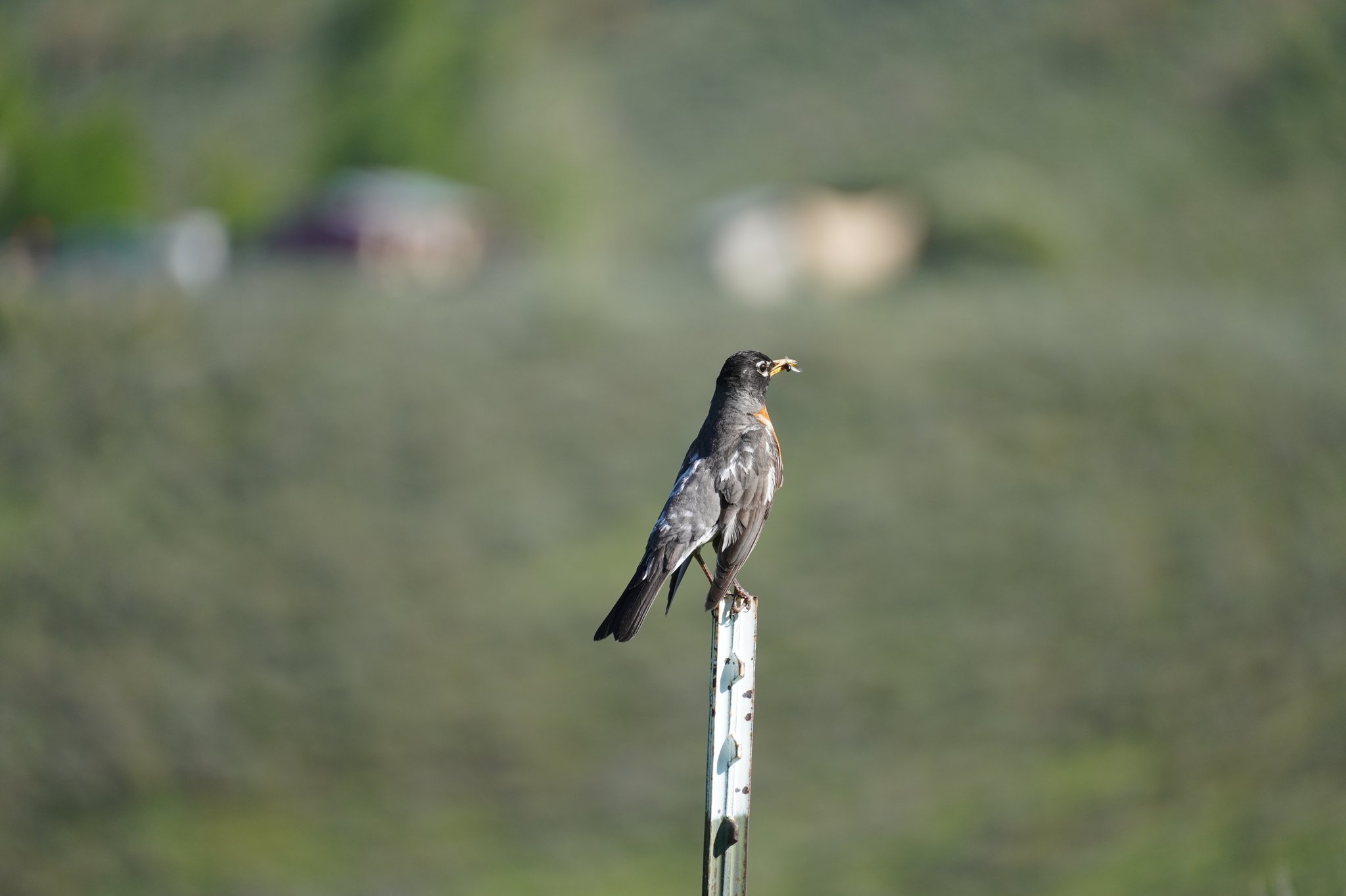 Robin by the campsite