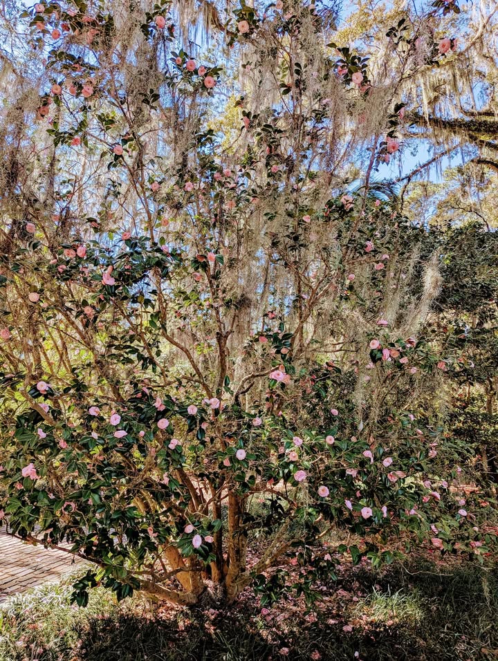 Alfred B. Maclay Gardens State Park