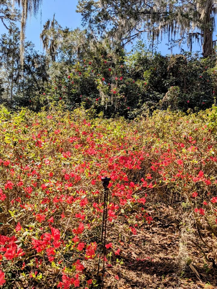 Azalea at Alfred B. Maclay Gardens State Park