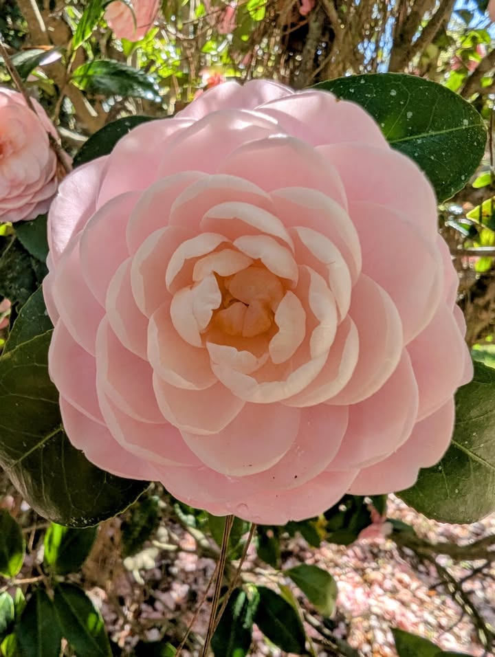 Camellia at Alfred B. Maclay Gardens State Park