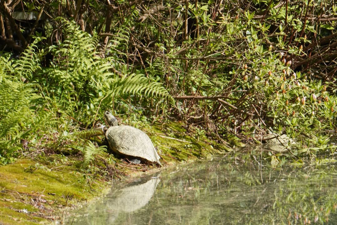 Turtle at Alfred B. Maclay Gardens State Park