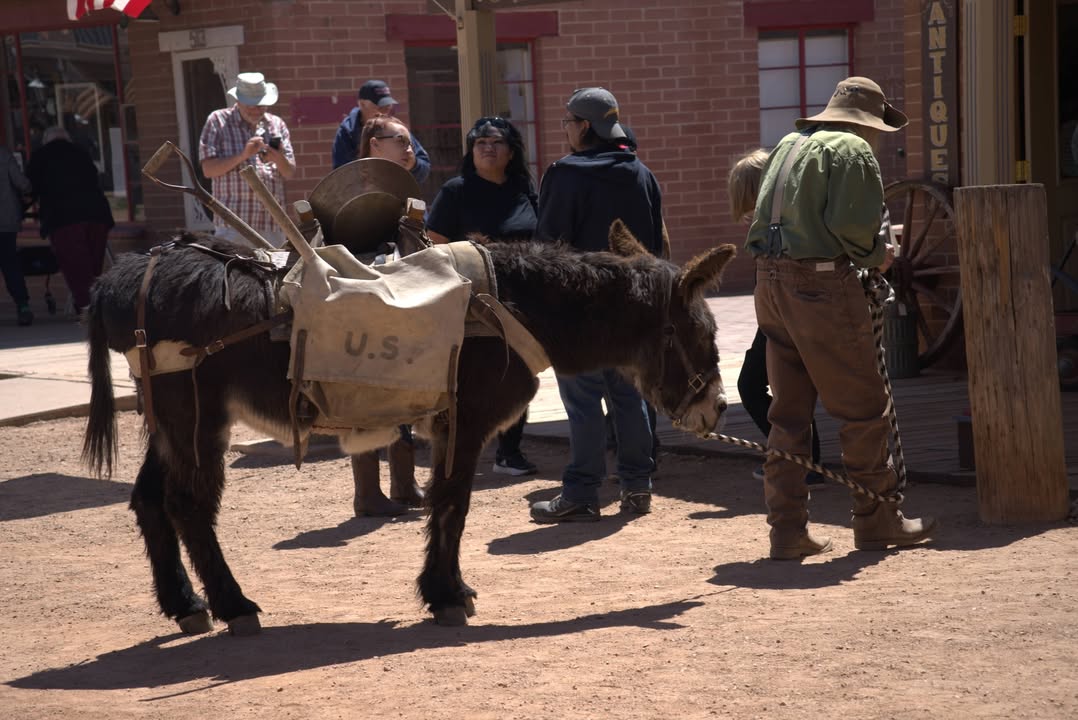 Donkey in Tombstone Streets